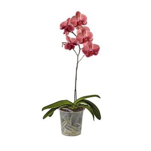 Orquídea 1 Vara Naranja