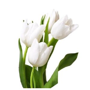 Paquete Tulipanes Blancos