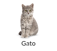 gato-productos para gatos